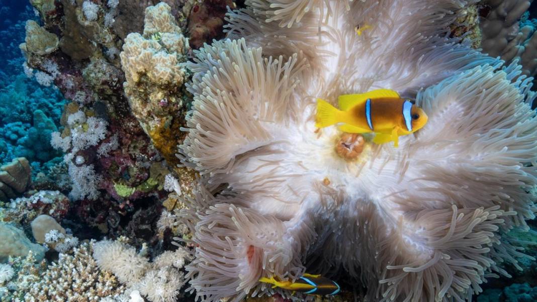 Deniz altında yaratılış harikası palyaço balığı ile deniz anemonu 5