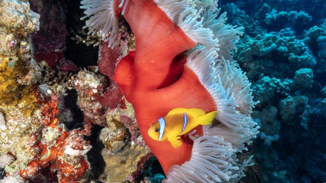 Deniz altında yaratılış harikası palyaço balığı ile deniz anemonu 6