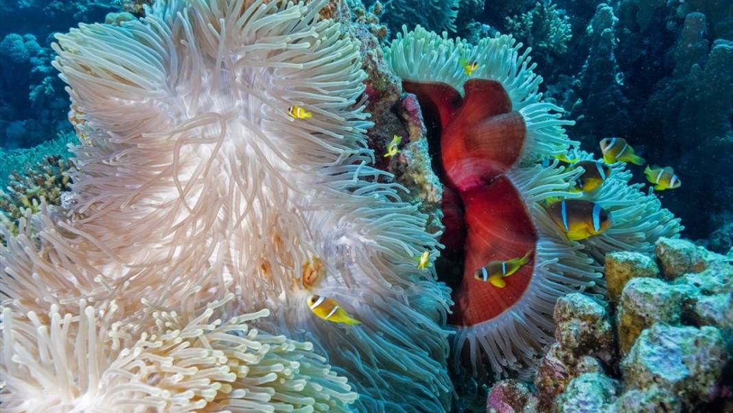 Deniz altında yaratılış harikası palyaço balığı ile deniz anemonu 7