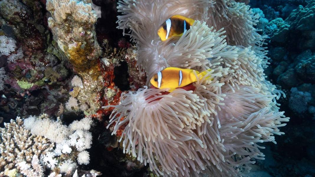 Deniz altında yaratılış harikası palyaço balığı ile deniz anemonu 8