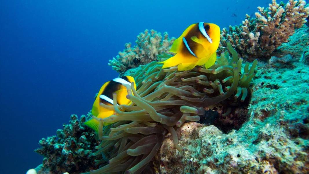 Deniz altında yaratılış harikası palyaço balığı ile deniz anemonu 9