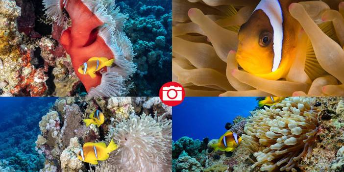 Deniz altında yaratılış harikası palyaço balığı ile deniz anemonu