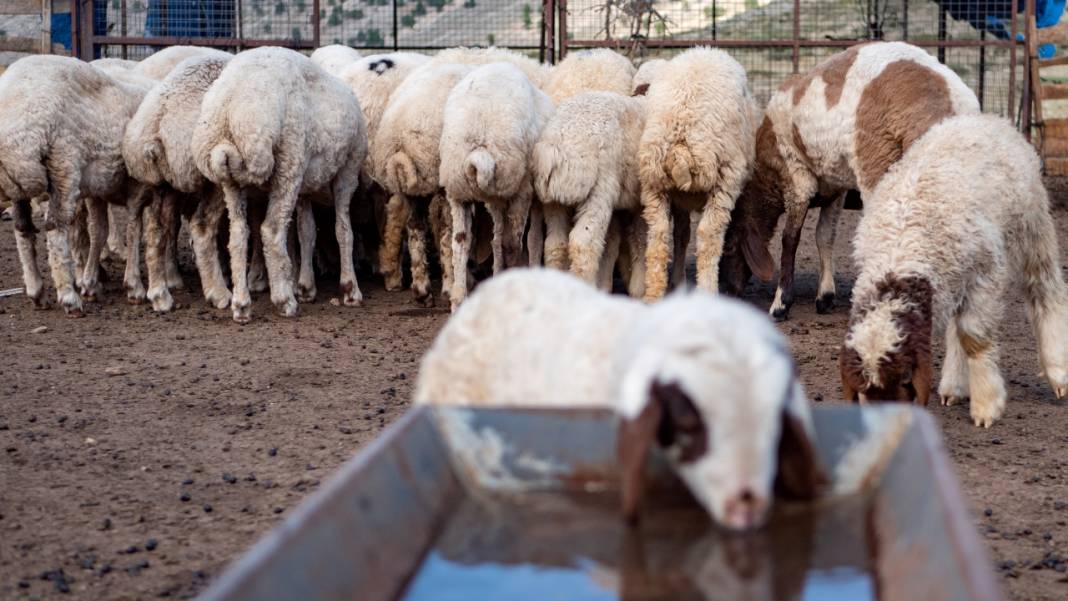 Toroslar'da yayla hayatı: Sade ve serin 10