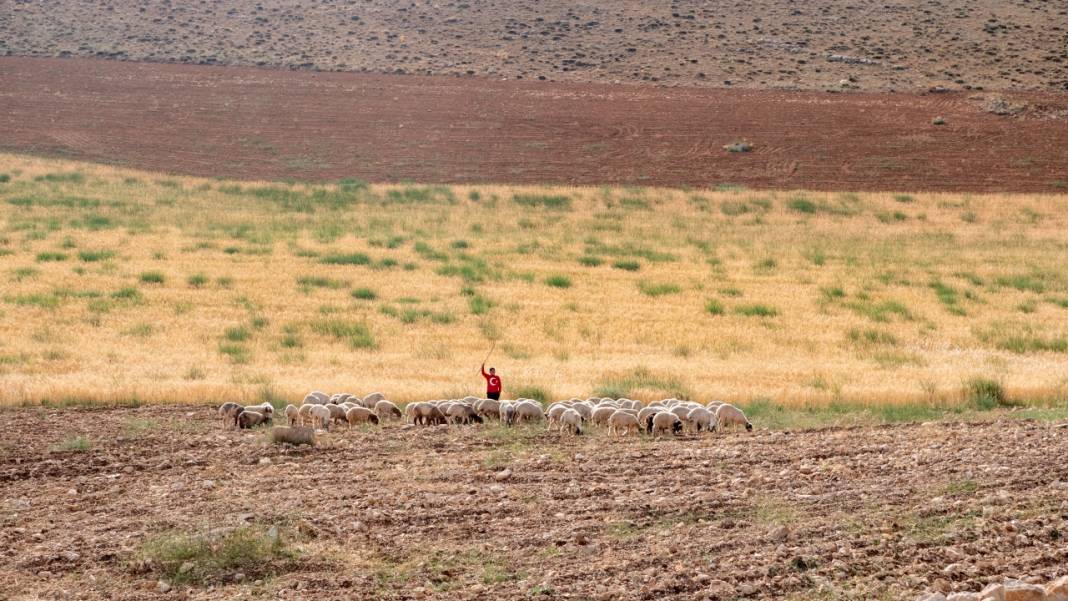 Toroslar'da yayla hayatı: Sade ve serin 14