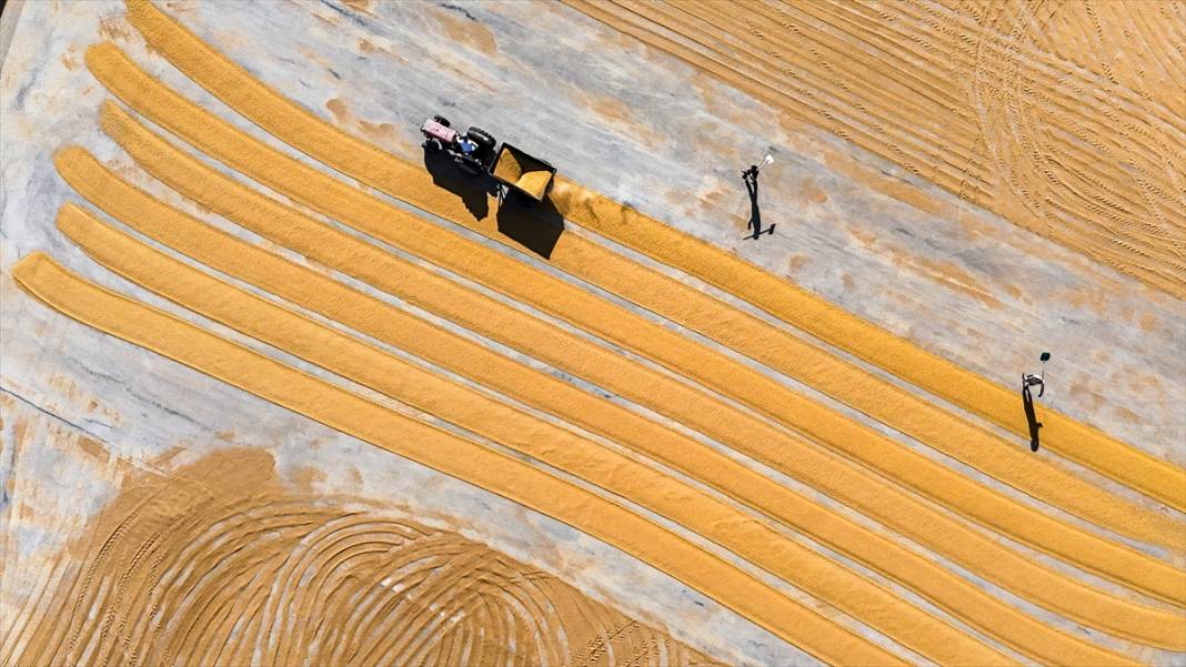 Nizip'te buğday, geleneksel yöntemlerle kurutuluyor 1