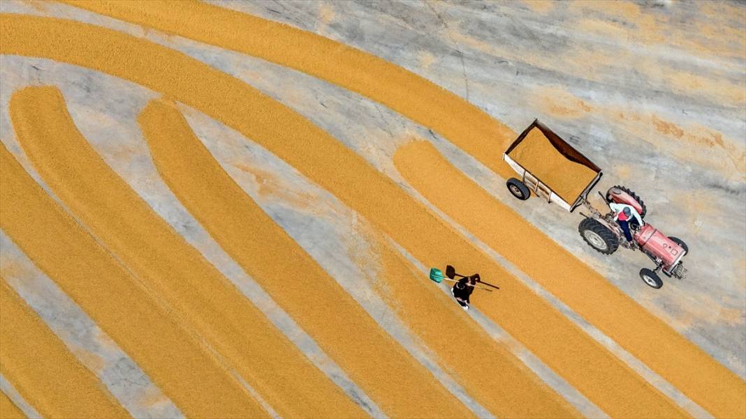 Nizip'te buğday, geleneksel yöntemlerle kurutuluyor 2