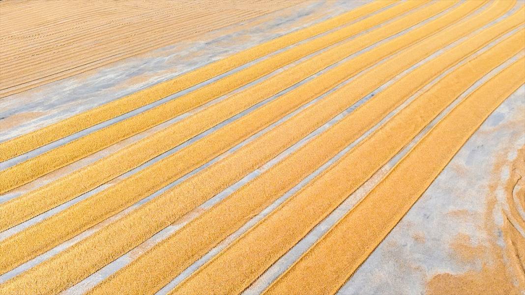 Nizip'te buğday, geleneksel yöntemlerle kurutuluyor 5