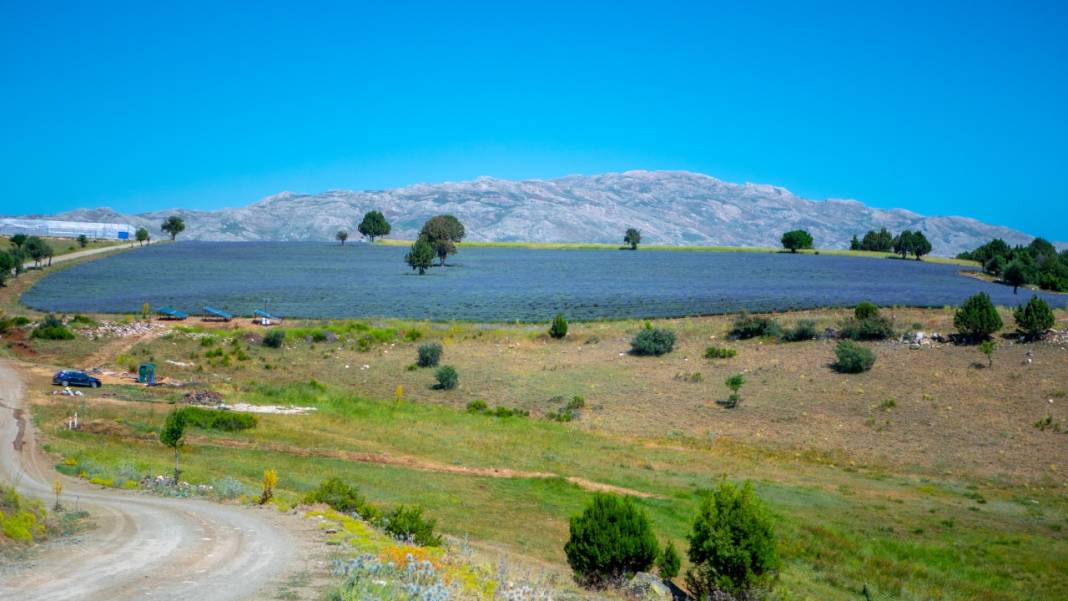 Lavanta mevsimi sona eriyor 1