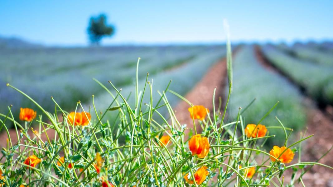 Lavanta mevsimi sona eriyor 10