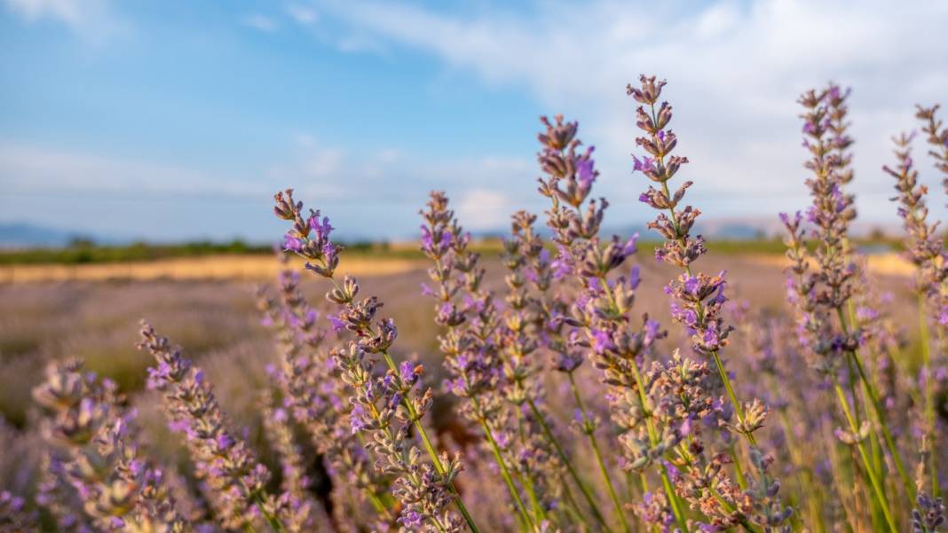 Lavanta mevsimi sona eriyor 11