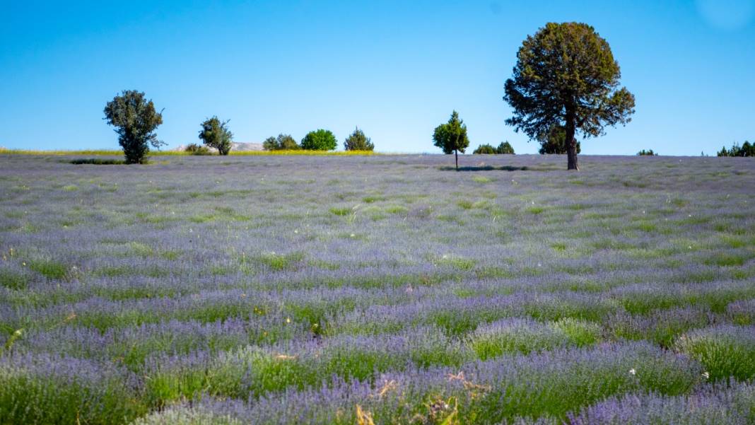 Lavanta mevsimi sona eriyor 2