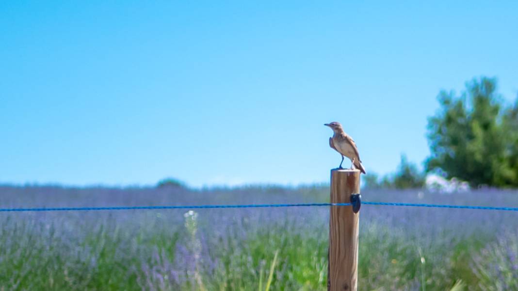Lavanta mevsimi sona eriyor 3
