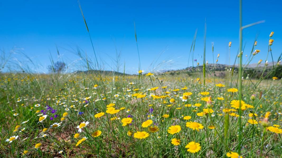 Lavanta mevsimi sona eriyor 4