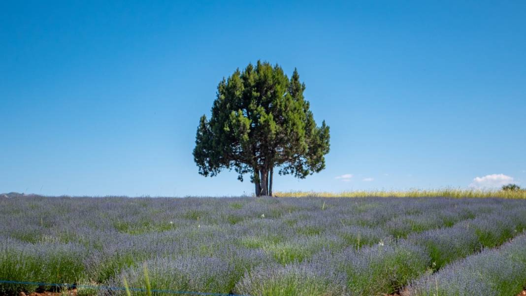 Lavanta mevsimi sona eriyor 5