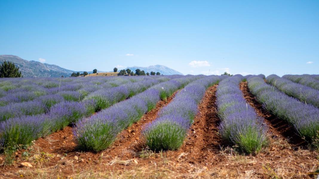 Lavanta mevsimi sona eriyor 6