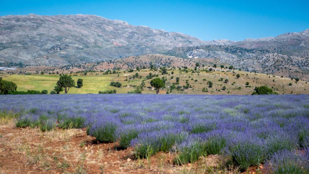Lavanta mevsimi sona eriyor 7