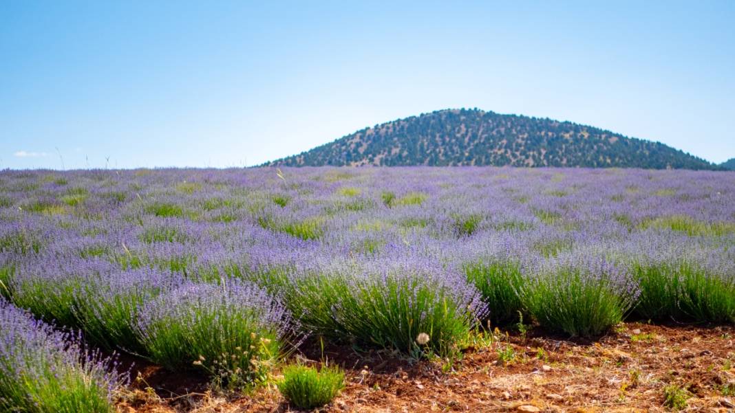 Lavanta mevsimi sona eriyor 9