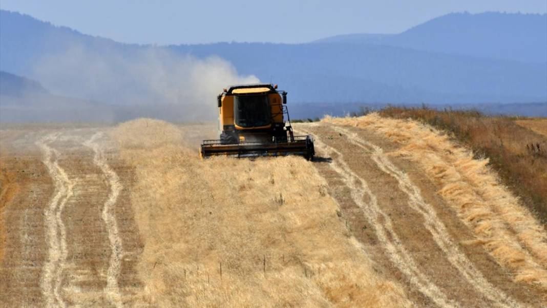 Kars'ta son buğdayların hasadı 1