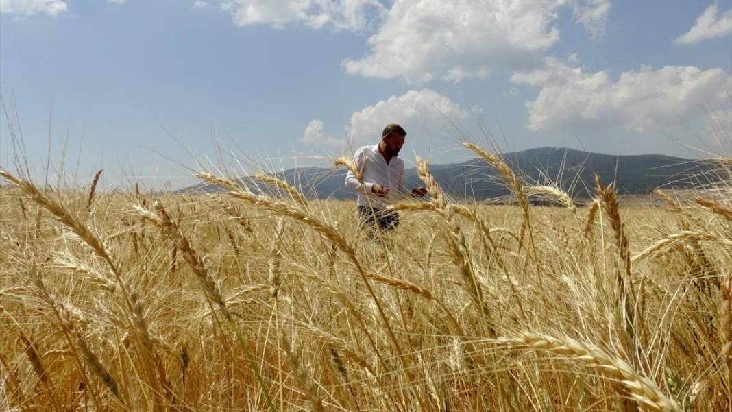 Kars'ta son buğdayların hasadı 10