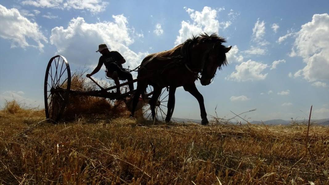 Kars'ta son buğdayların hasadı 2