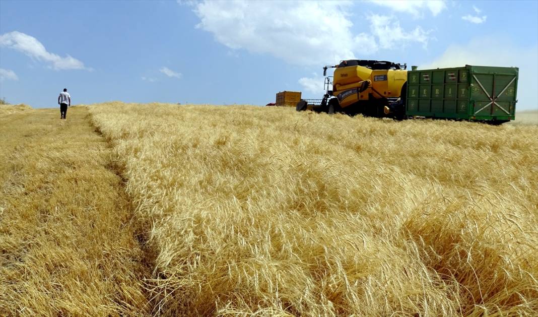 Kars'ta son buğdayların hasadı 3