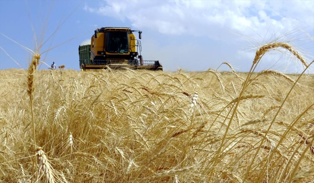 Kars'ta son buğdayların hasadı 4