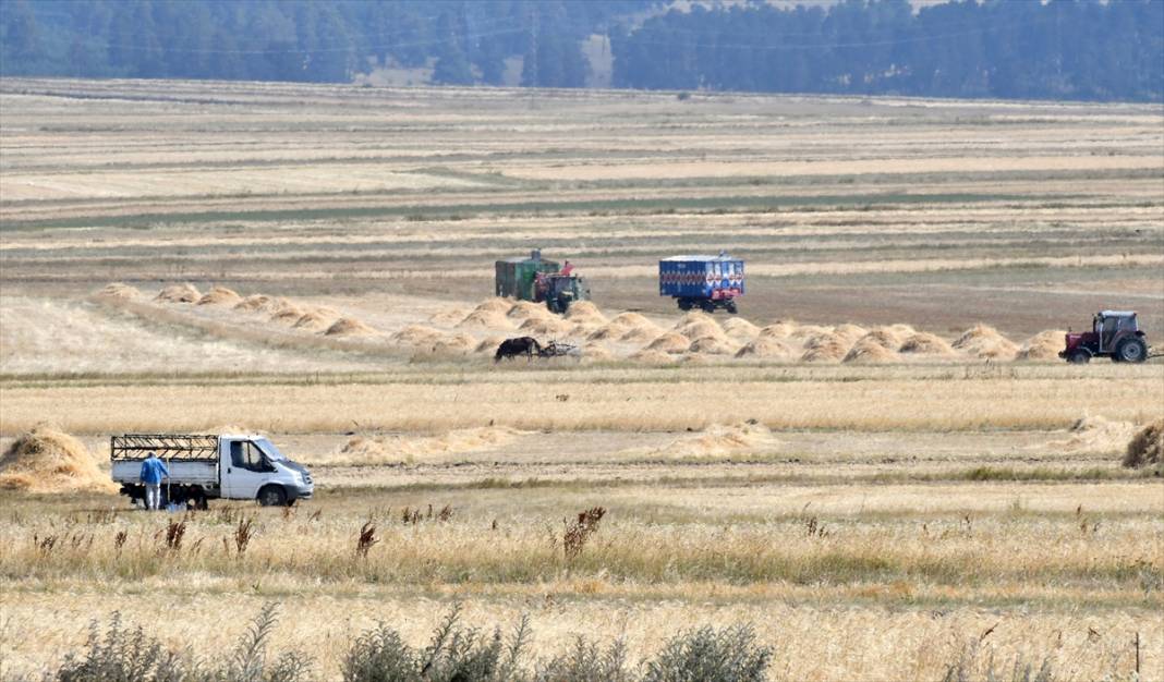 Kars'ta son buğdayların hasadı 5