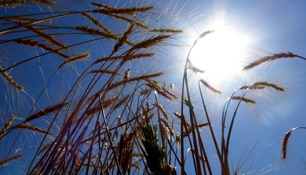 Kars'ta son buğdayların hasadı 6