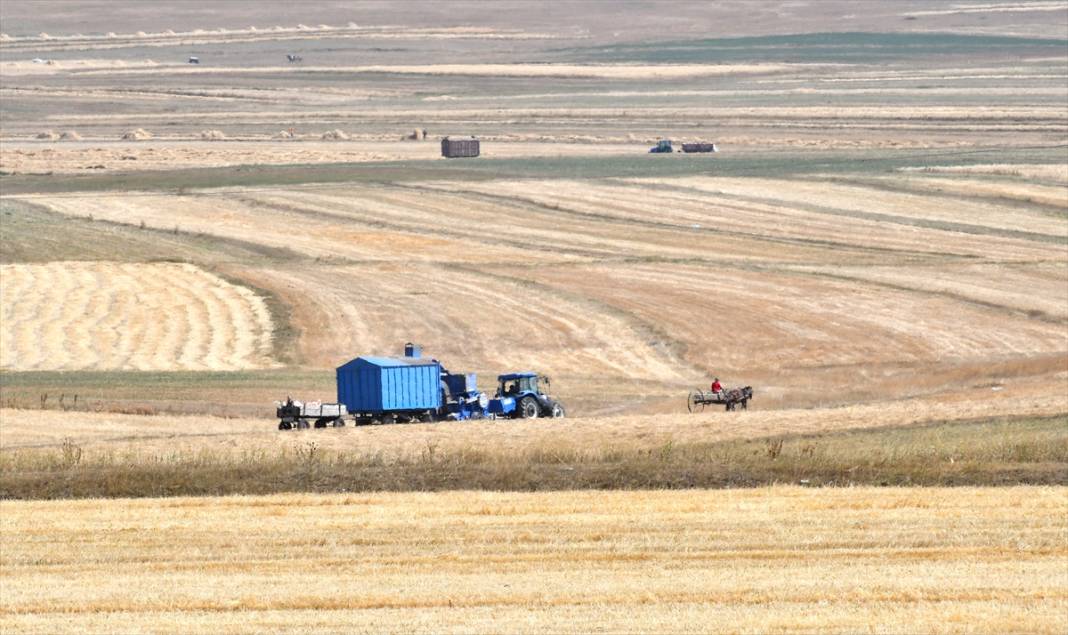 Kars'ta son buğdayların hasadı 7