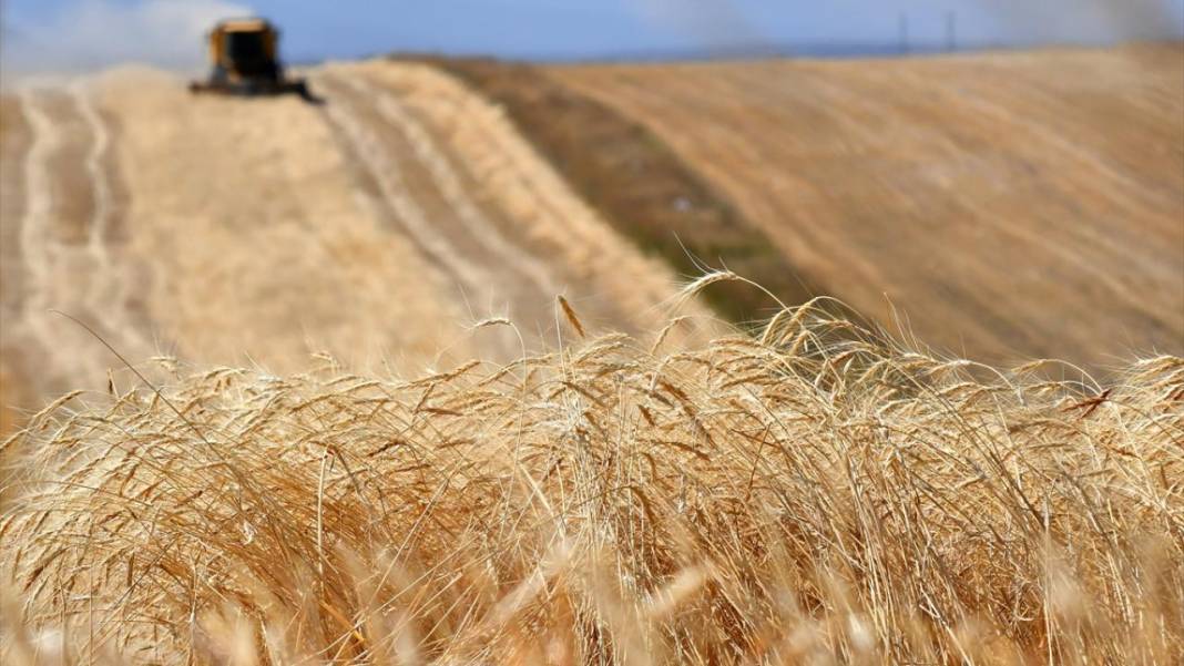 Kars'ta son buğdayların hasadı 9