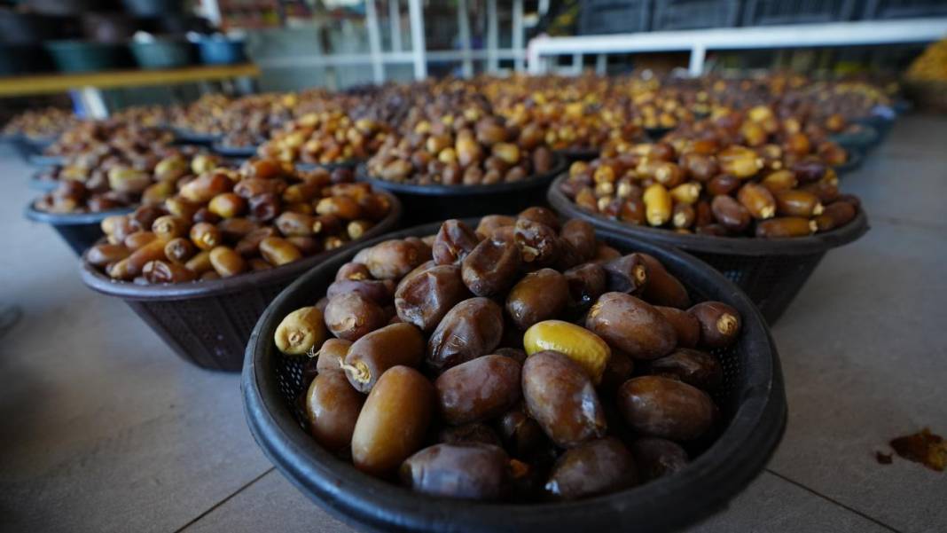 Irak'ta hurma hasadı başladı 1