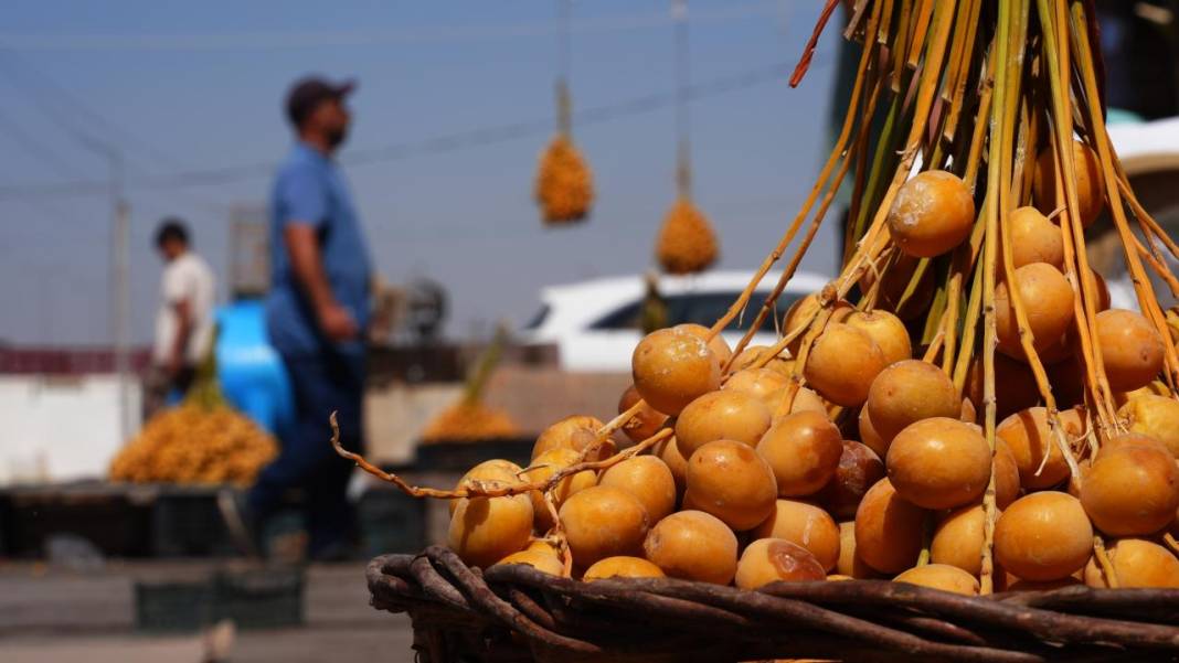 Irak'ta hurma hasadı başladı 10