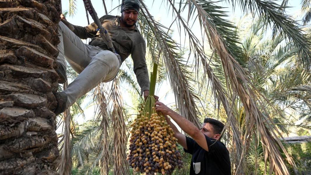 Irak'ta hurma hasadı başladı 16