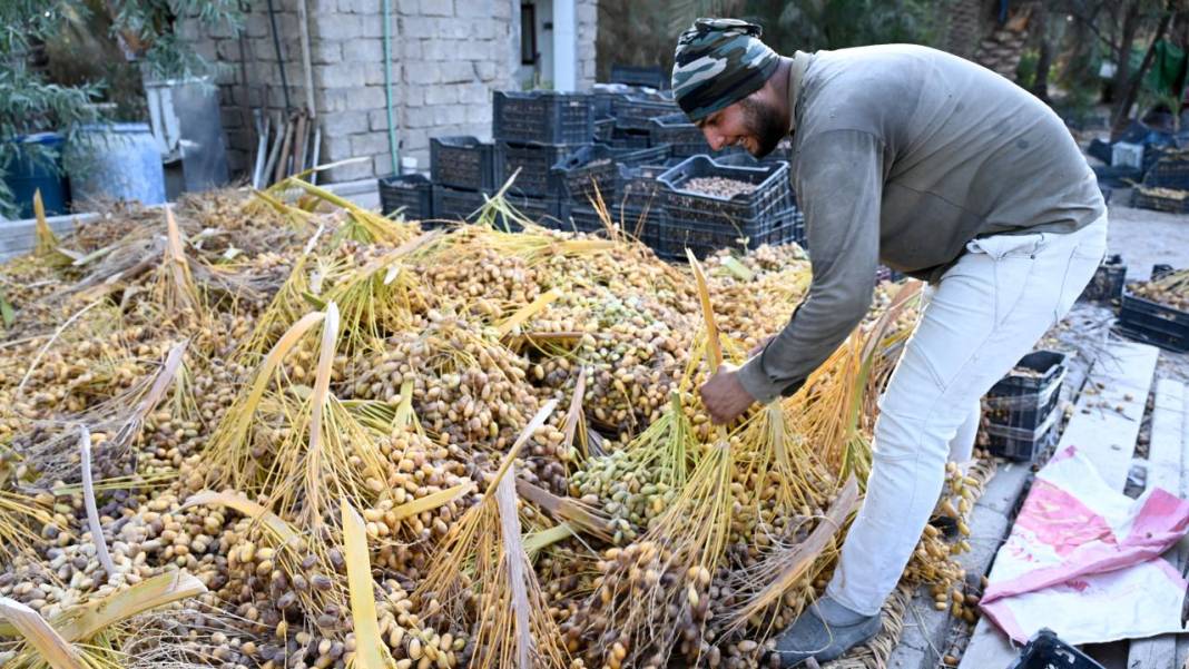 Irak'ta hurma hasadı başladı 17