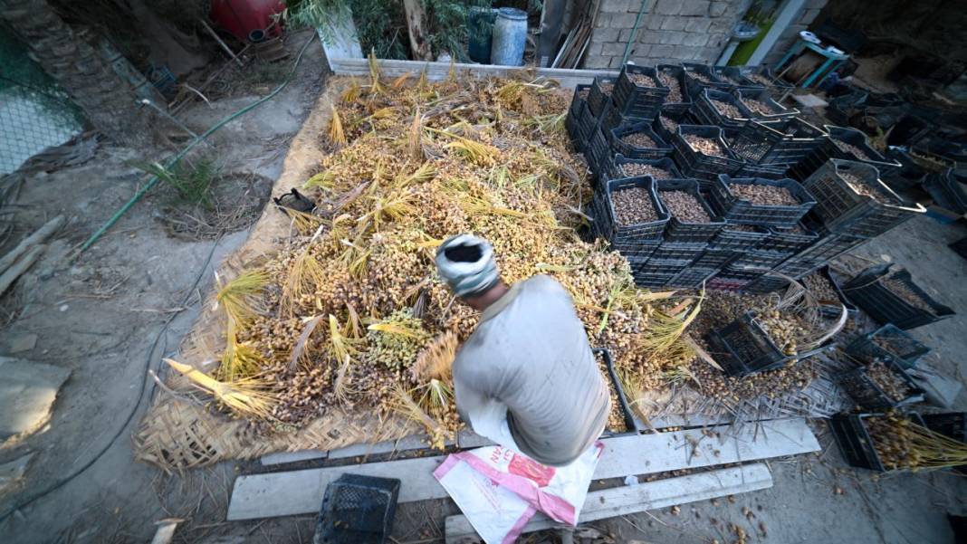 Irak'ta hurma hasadı başladı 18