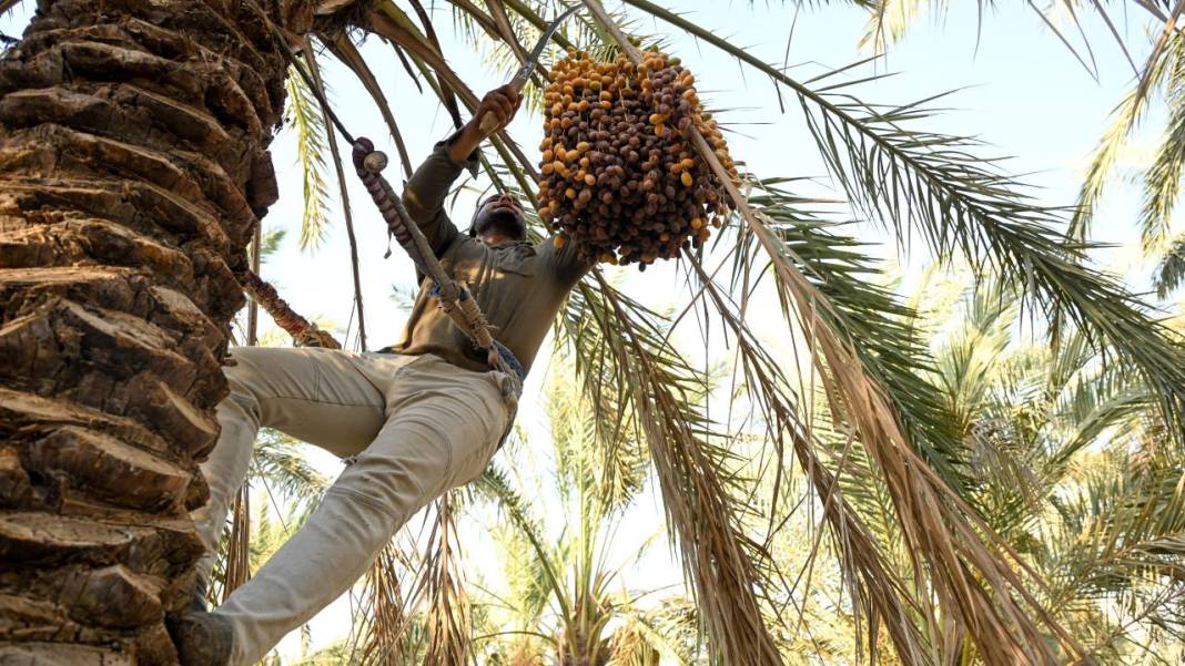 Irak'ta hurma hasadı başladı 19