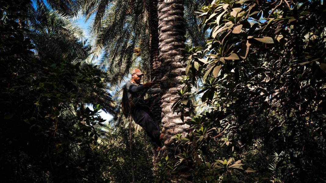 Irak'ta hurma hasadı başladı 2