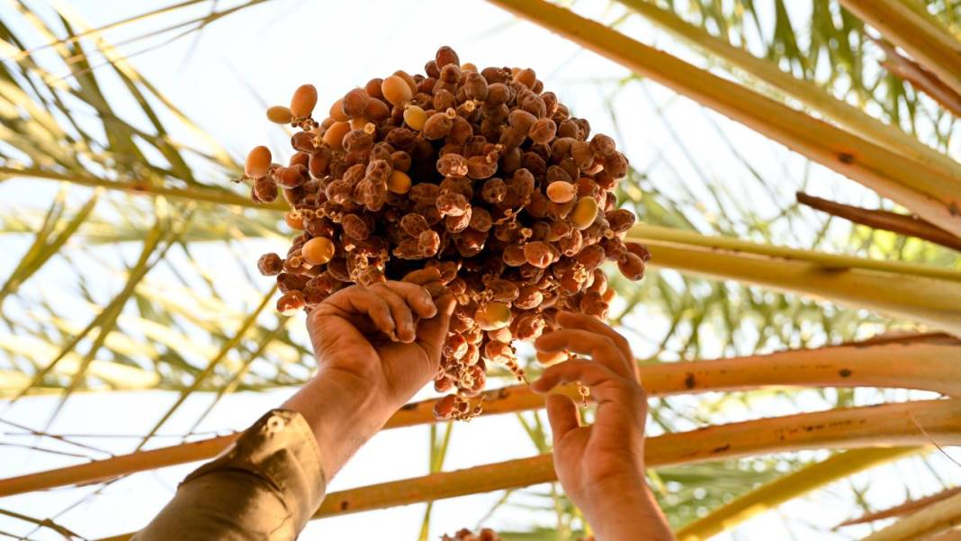 Irak'ta hurma hasadı başladı 20