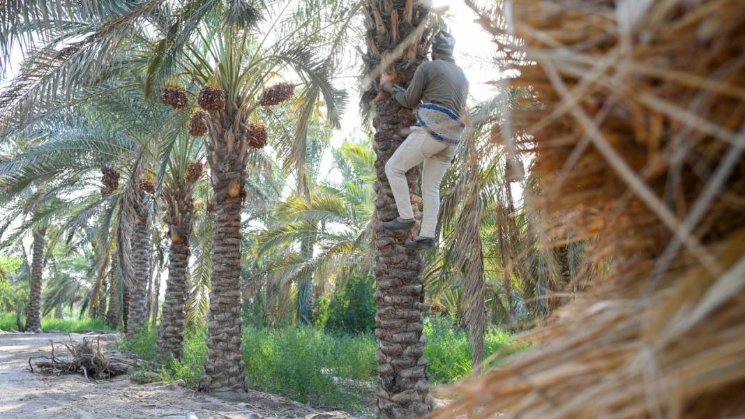 Irak'ta hurma hasadı başladı 21