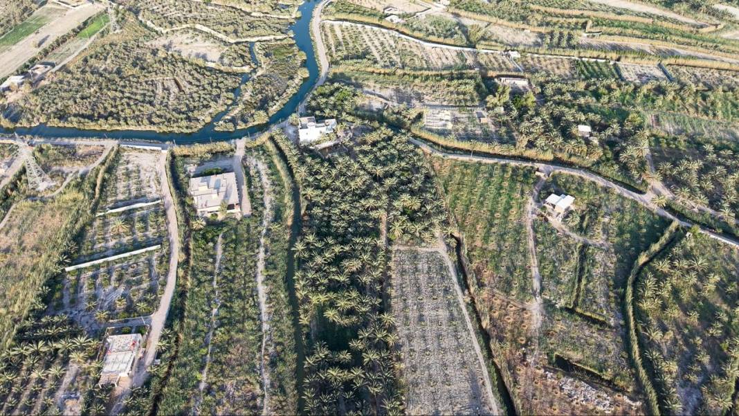 Irak'ta hurma hasadı başladı 22