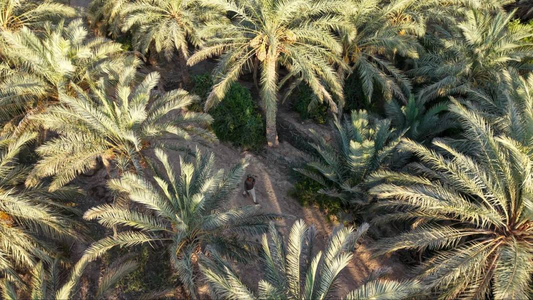 Irak'ta hurma hasadı başladı 24