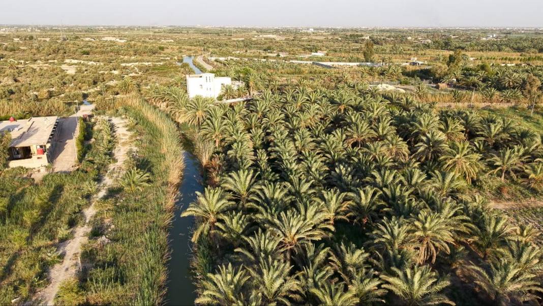 Irak'ta hurma hasadı başladı 25