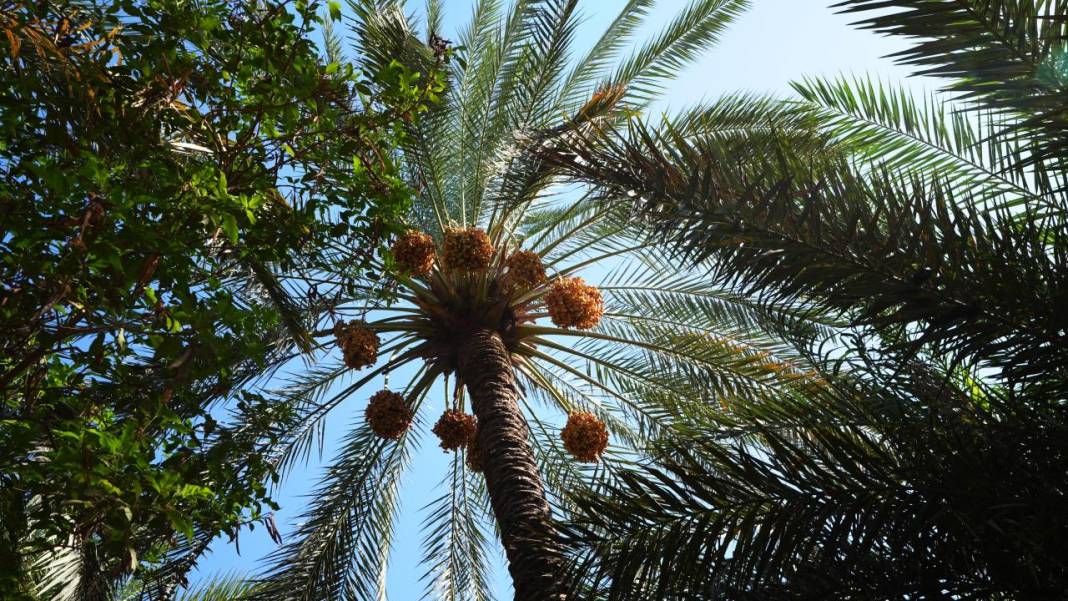 Irak'ta hurma hasadı başladı 3