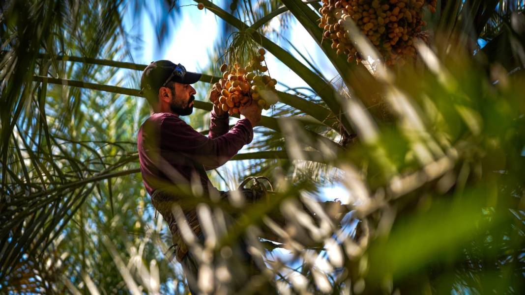 Irak'ta hurma hasadı başladı 4