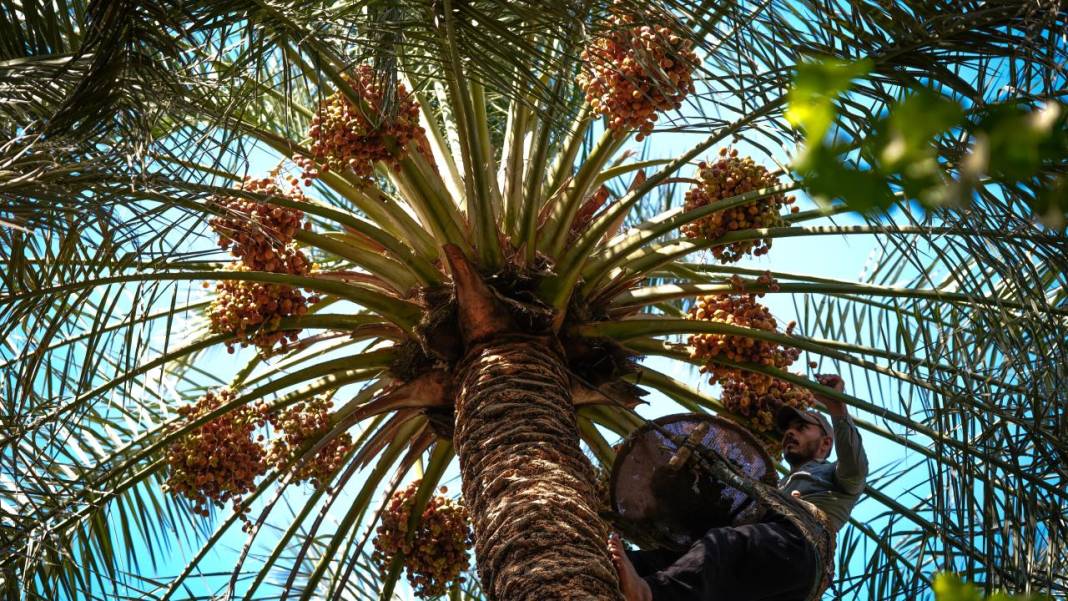 Irak'ta hurma hasadı başladı 5