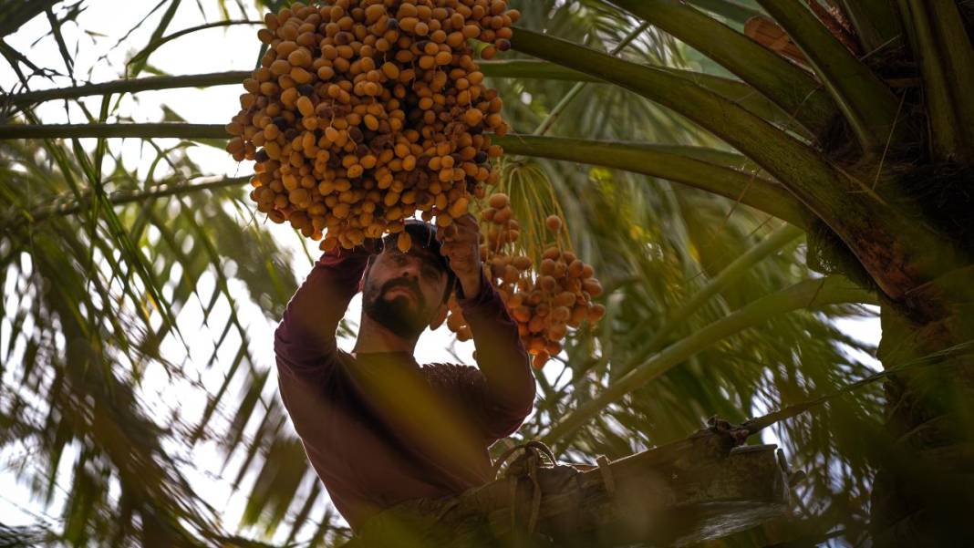 Irak'ta hurma hasadı başladı 6