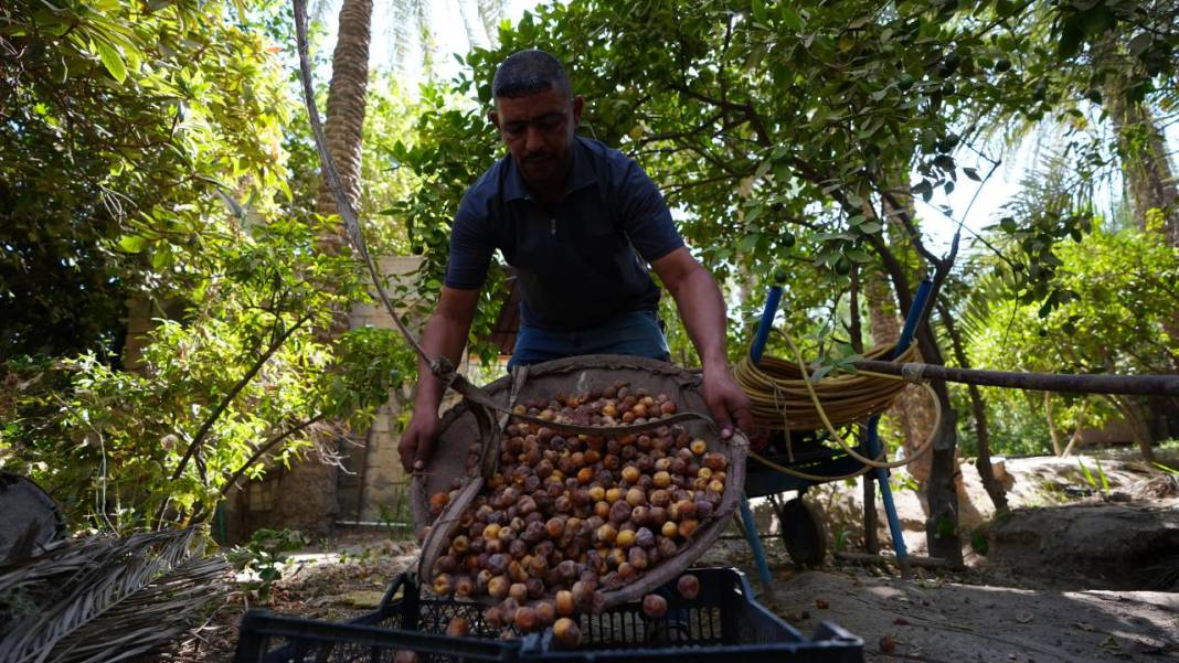 Irak'ta hurma hasadı başladı 7