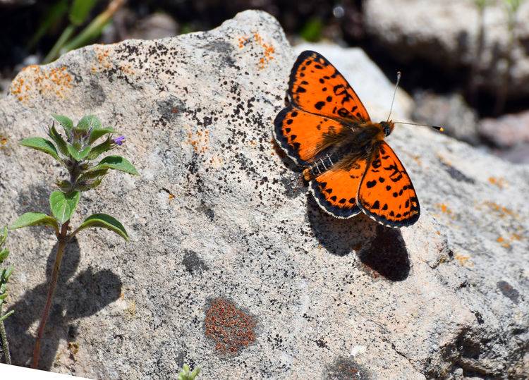 Sarıkamış’ta sonbahar kelebeklerle renklendi 1