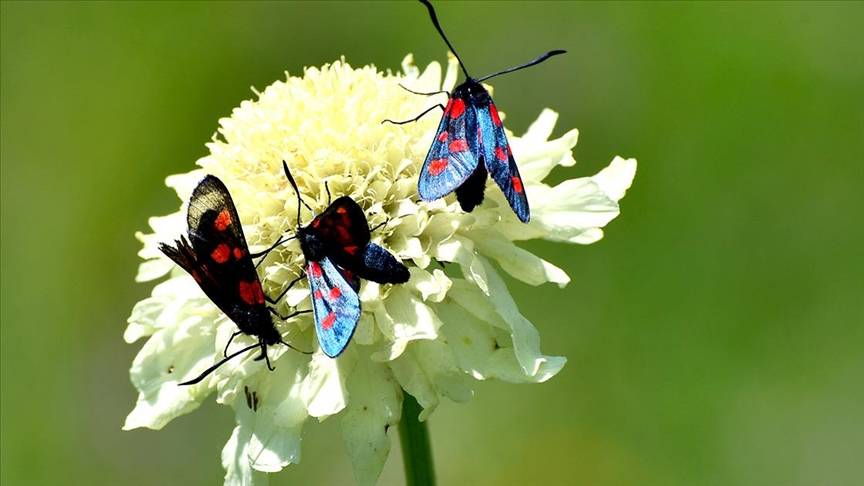 Sarıkamış’ta sonbahar kelebeklerle renklendi 10