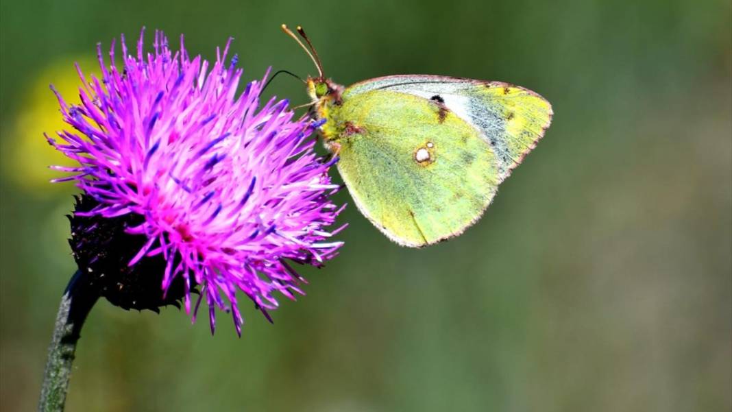 Sarıkamış’ta sonbahar kelebeklerle renklendi 11